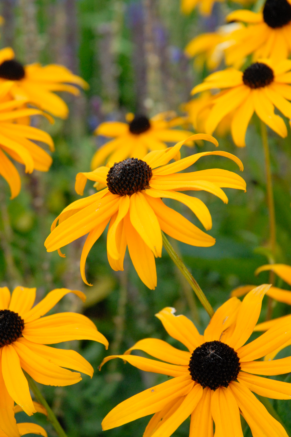 Goldsturm Black-eyed Susan